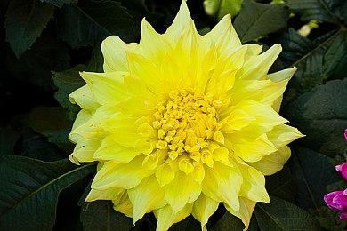 KK对战平台新图推荐 修仙摸鱼两不误，当条咸鱼也能飞升？